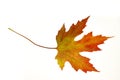 Orange Maple Leaf on White