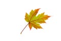 Orange Maple Leaf on White