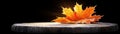 Orange Maple Leaf on Wooden Surface with Dark Background and Soft Light Effects Royalty Free Stock Photo