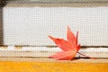 Orange maple leaves Royalty Free Stock Photo