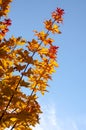 Orange maple leaves against the blue sky. Autumn branches of a maple tree. Autumn Royalty Free Stock Photo