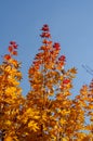 Orange maple leaves against the blue sky. Autumn branches of a maple tree. Autumn Royalty Free Stock Photo