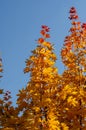 Orange maple leaves against the blue sky. Autumn branches of a maple tree. Autumn Royalty Free Stock Photo