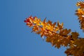 Orange maple leaves against the blue sky. Autumn branches of a maple tree. Autumn Royalty Free Stock Photo