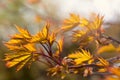 Orange maple leaves in autumn background Royalty Free Stock Photo