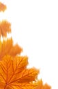 Orange maple leaves collage Royalty Free Stock Photo