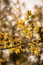 Orange maple leaves in a forest in Austria, autumn sun