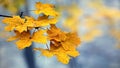 Orange maple leaves in the forest on a tree with a light blue blurred background Royalty Free Stock Photo