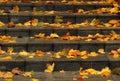 ÃÂ¦Orange maple leaves on stairway. Royalty Free Stock Photo