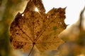 Orange maple leaves on trees and sunset sky for Autumm Background Royalty Free Stock Photo