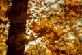 Orange maple leaves on trees and sunset sky for Autumm Background Royalty Free Stock Photo