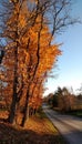 Orange maple trees along a quiet country road on a beautiful Autumn day Royalty Free Stock Photo