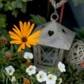 Orange marguerite