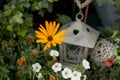 Orange marguerite