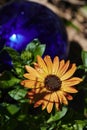 An orange marguerite Leucanthemum with water drops in the sun