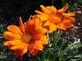 Orange marguerite, two flowers on dark bakckround