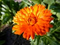 Orange Marigold Calendula blooming in garden