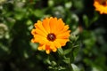 Orange marigold closeup with insct on it.Beautiful floral background.Summer flower in the meadow.Sunny bright day,colorful Royalty Free Stock Photo