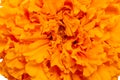 Orange marigold closeup