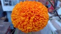 Orange Marigold closeup pic Royalty Free Stock Photo