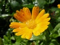 Orange Marigold with droplets Royalty Free Stock Photo