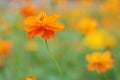 Orange marigold flower Royalty Free Stock Photo