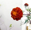 orange marigold flower blooming in branch of green leaves plant growing in garden, nature photography, floral gardening background Royalty Free Stock Photo