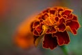 Orange Marigold flower are blooming in the garden with blurred natural background. blurring Royalty Free Stock Photo