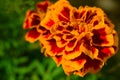 Orange marigold flower on blurred green background. Tagetes patula. Macro. Close-up. Soft focus. Selected focus