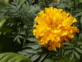 Orange marigold flower closeup Royalty Free Stock Photo