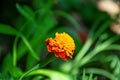 Orange marigold flower blooming in garden Royalty Free Stock Photo