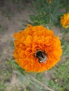 Orange marigold flower garden. Gardening of Ukraine.