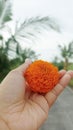 Orange marigold flower in hand. Person holding one flower blossom in hands. Acceptance, appreciation concepts. Precious concept Royalty Free Stock Photo