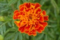 Orange Marigold Flower