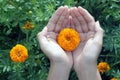 Orange marigold flower in on open hands. Marigold flowers garden with young woman hand holding a flower. Love care and acceptance. Royalty Free Stock Photo