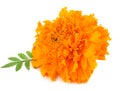Orange Marigold flower, Tagetes erecta, Mexican marigold, Aztec marigold, African marigold isolated on white background Royalty Free Stock Photo