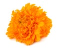 Orange Marigold flower, Tagetes erecta, Mexican marigold, Aztec marigold, African marigold isolated on white background Royalty Free Stock Photo