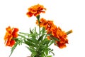 Orange Marigold flower, Tagetes erecta, Mexican marigold, Aztec marigold, African marigold isolated on white background Royalty Free Stock Photo