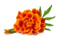 Orange Marigold flower, Tagetes erecta, Mexican marigold, Aztec marigold, African marigold isolated on white background Royalty Free Stock Photo