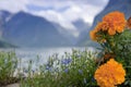 Orange Marigold flowers against a Lodalen valley Royalty Free Stock Photo