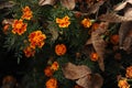 Orange marigold flowers on autumn season