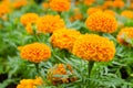 Orange Marigold flowers