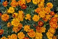 Orange marigold flowers blooming background closeup Royalty Free Stock Photo