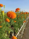 Orange marigold flowers blooming in the garden. Marigold flower plants growing on field with wooden natural fence along the road Royalty Free Stock Photo