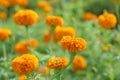 Orange marigold flowers blossom in the garden on rainy day. Flower bed backgrounds. Floral pattern texture. Royalty Free Stock Photo