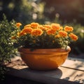 Orange marigold flowers in a clay pot on the terrace
