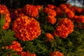 Orange Marigold flowers closeup in the autumn park Royalty Free Stock Photo