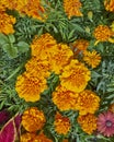 Orange marigold flowers closeup Royalty Free Stock Photo