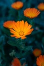 Orange marigold flowers on dark background. Bright flowers of medicinal plant, Macro photography, close-up Royalty Free Stock Photo