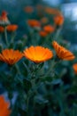 Orange marigold flowers on dark background. Bright flowers of medicinal plant, Macro photography, close-up Royalty Free Stock Photo